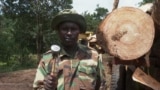 Olakšanje i očaj: Ukidanje zabrane seče šuma deli Keniju