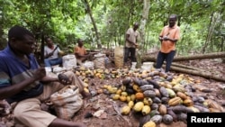 Фермери отделят заразени какаови плодове в Кот д'Ивоар, 12 август 2010 г.