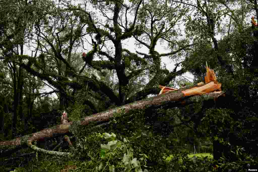 Pamje e një peme të rrëzuar pas mbërritjes së uraganit Idalia, në Mayo, Florida.