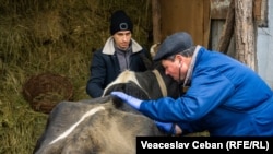 Veterinarul Vasile Lisnic deservește toate cele 40 de sate din raionul Rezina.