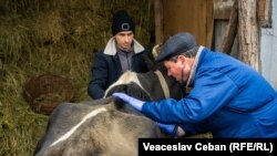 Vasile Lisnic (dreapta), medic veterinar din Rezina care deservește toate cele 40 de sate din raion.