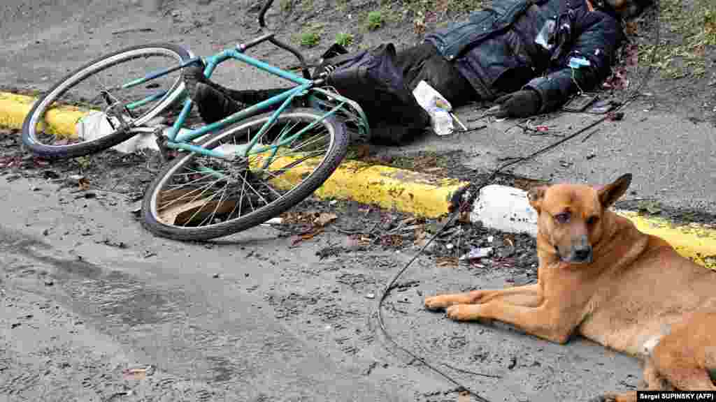 Un câine lângă cadavrul unui civil identificat ca fiind Volodimir Brovcenko, împușcat mortal în timp ce se plimba cu bicicleta în Bucea. Ucraina și aliații săi occidentali au acuzat trupele rusești de crime de război după aceste descoperiri. Există nenumărate imagini de acest fel și relatări ale martorilor. Moscova neagă acuzațiile, susținând că atrocitățile de la Bucea au fost înscenate.