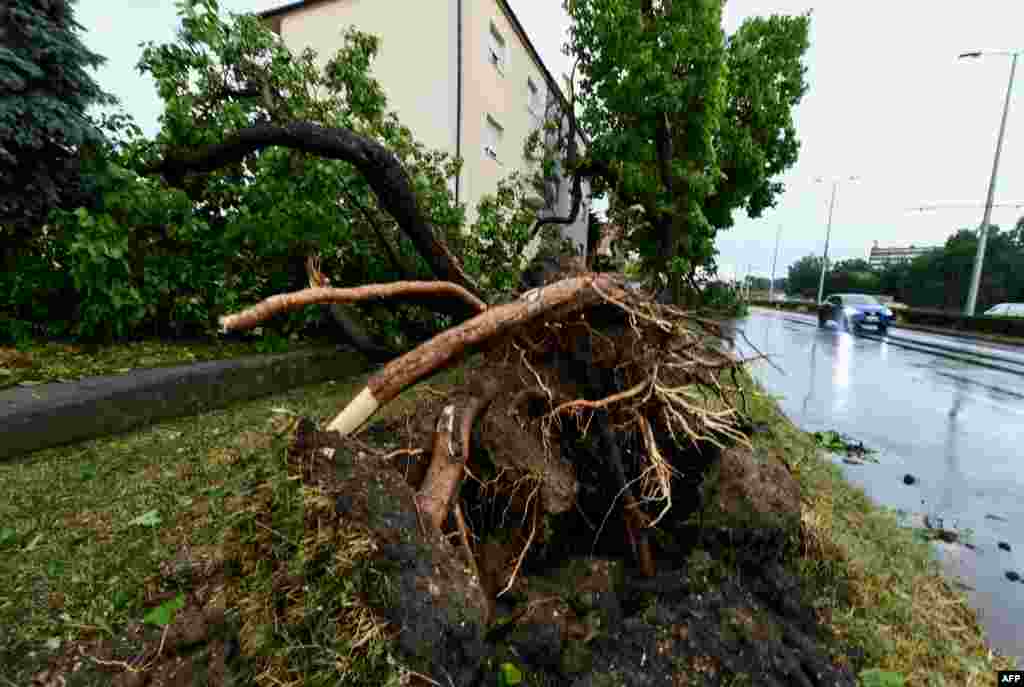 Erërat e forta nxorën lisin me gjithë rrënjë gjatë stuhisë në Zagreb, Kroaci. 19 korrik 2023