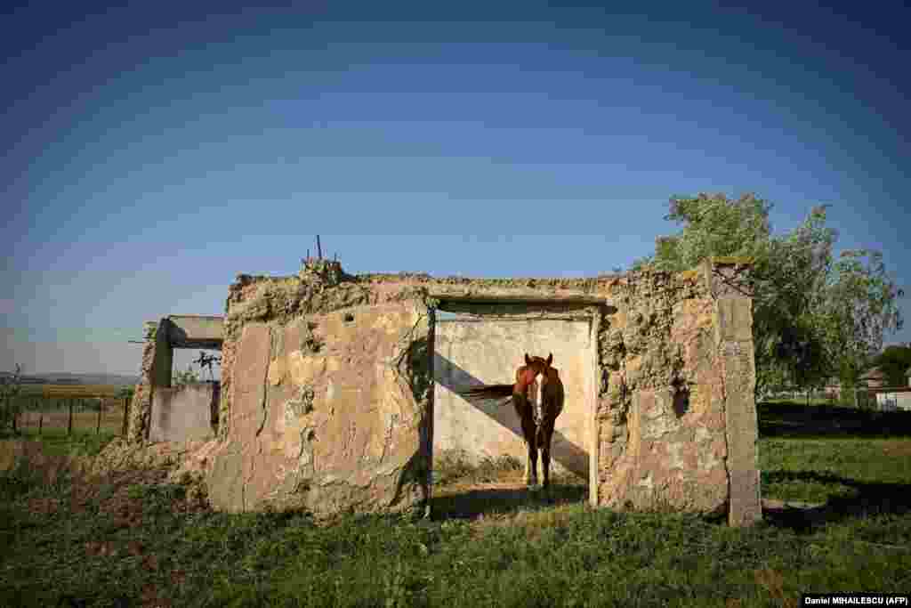 A horse takes shelter from the sun in an abandoned house near the village of Peceneaga in Romania&#39;s eastern Dobrogea region.&nbsp;