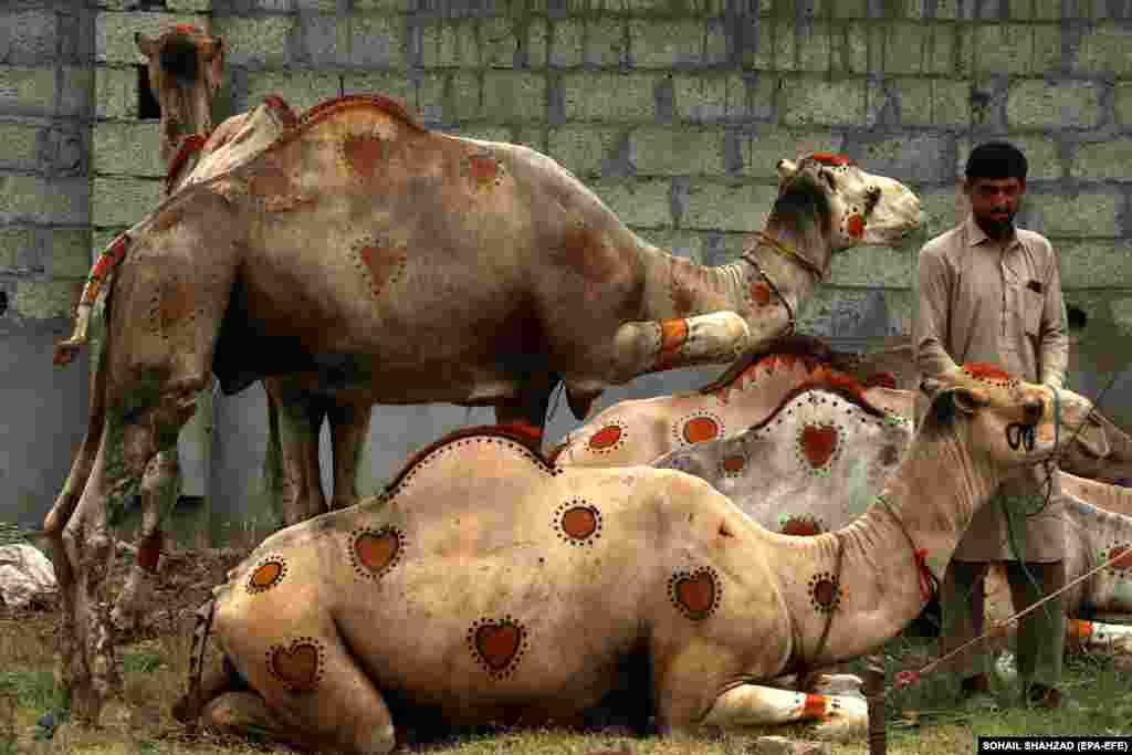 Sacrificial animals are displayed for sale at a market ahead of the Muslim festival of Eid al-Adha in Islamabad.&nbsp;