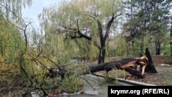 Поваленное ветром дерево на реке Малый Салгир в Симферополе, 21 ноября