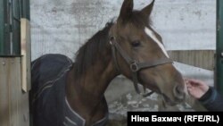 Молода кобила Халва, яка народилась після облоги Чернігова