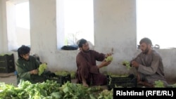 حاصلات انگور در قندهار، عکس از آرشیف