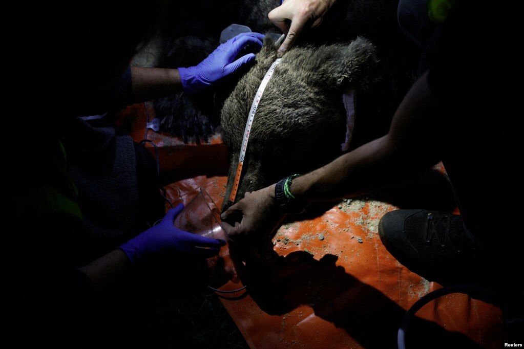 Patrulla duke ia matur kokën një ariu në Tosande, Spanjë, 5 korrik 2023.