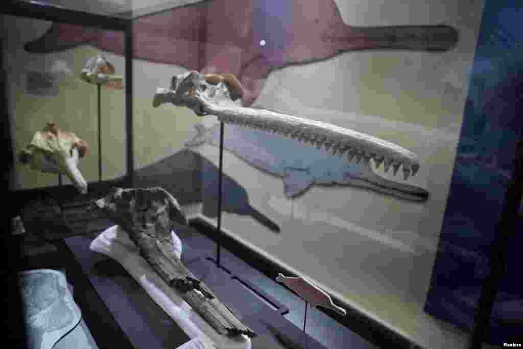 Fosil lobanje, najvećeg delfina ikada koji je nastanjivao područje Amazon prije 16 miliona godina, pronađen je i izložen u Prirodnjačkom muzeju u Limi, Peru, 20. marta.