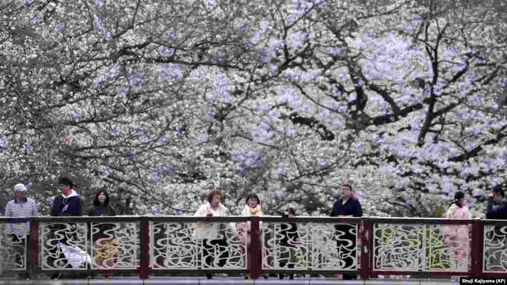 Cseresznyevirágok egy folyó mentén a Tokiótól délre fekvő Jokohamában 2024. április 6-án.&nbsp;A Japánban őshonos Prunus speciosa (osimacseresznye) sok nagy virágot hoz, illatos, és gyorsan nő