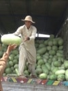 دو تن از کارگران بازار اصلی فروش میوه در هرات در حال پایین کردن تربوز از یک لاری اند. 