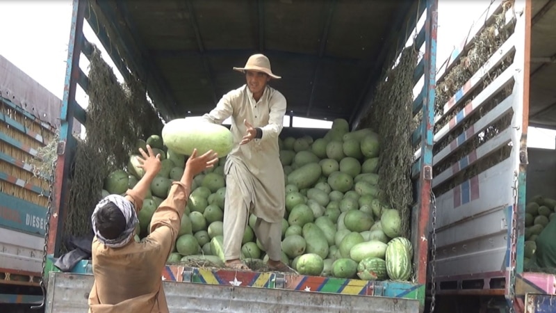 بازار کمرنگ فروش تربوز در هرات؛ دهقانان از مشکلات اقتصادی شکایت دارند