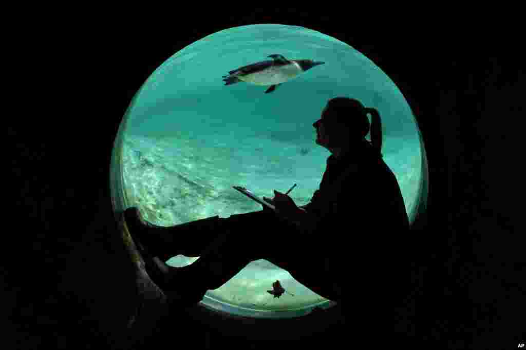 Čuvar broji pingvine u londonskom zoo vrtu, Velika Britanija, 3. januara.