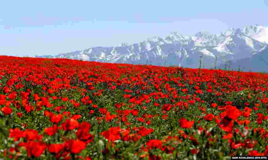 Poppy flowers bloom on a meadow near Bishkek, Kyrgyzstan.