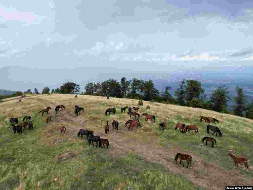 Një tufë kuajsh shihen nëpër malet e Serbisë.