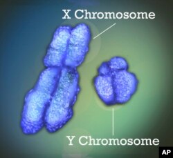 Na slici Nacionalnog instituta za zdravlje SAD prikazani su hromozomi X i Y.
