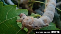 Ýüpek gurçugy (illýustrasiýa suraty)