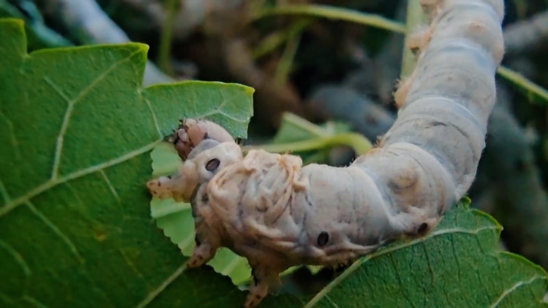 “Ýaşap oturan otagymyzy gurçuklara berdik” - Türkmenistanda pile möwsümi başlaýar