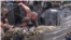 Sukob demonstranata i vojnika KFOR-a u Zvečanu, Kosovo, 29. maja 2023. godine