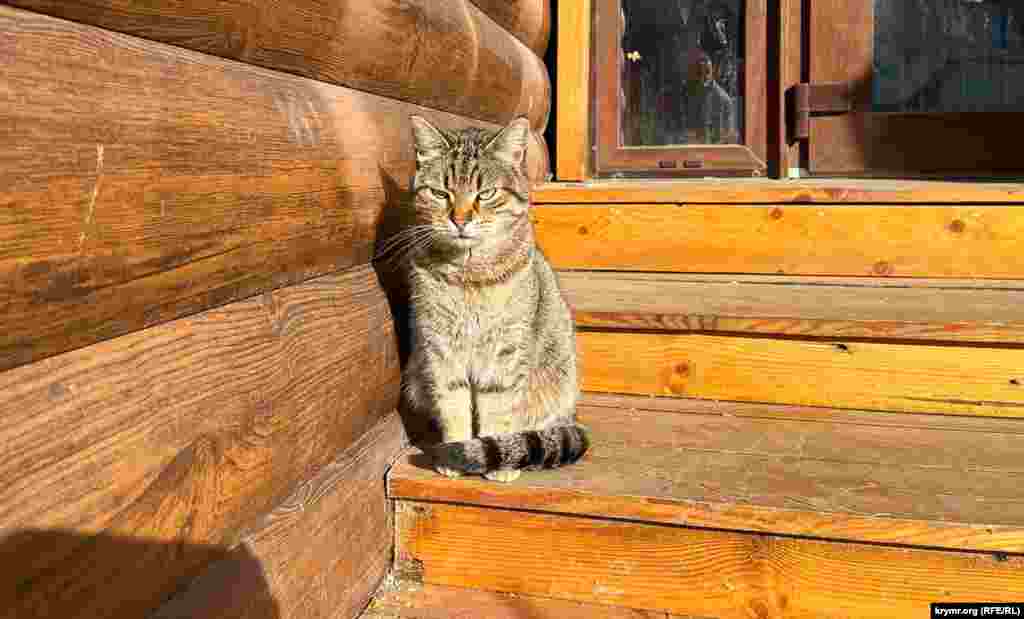 Полусонный кот на деревянном крыльце одного из кафе на набережной Алушты
