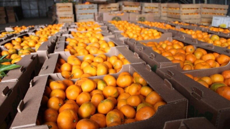 Абхазский мандариновый сезон: неурожай и растущий экспорт