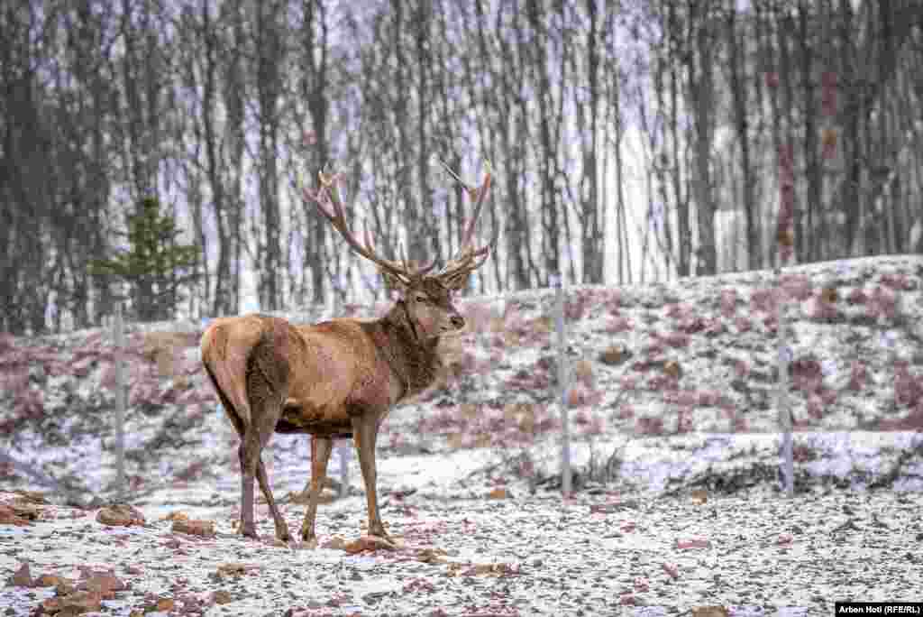 Following the rutting -- or mating -- season, the stags will also shed their antlers.