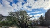 Old Olive Tree, more than 2.200 years old, Bar, Montenegro 01