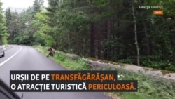 Urșii de pe Transfăgărășan, o atracție turistică tristă și periculoasă