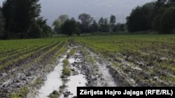 Një arë e mbjellë me misër është përmbytur nga reshjet e shiut në Maqedoninë e Veriut. 