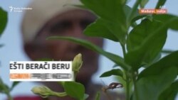 Miris luksuza: Indijski grad jasmina krije tajnu svjetski poznatih parfema