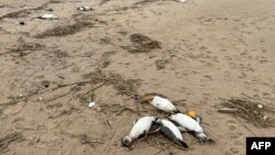 Uginuli pingvini na urugvajskoj obali, 20. juli