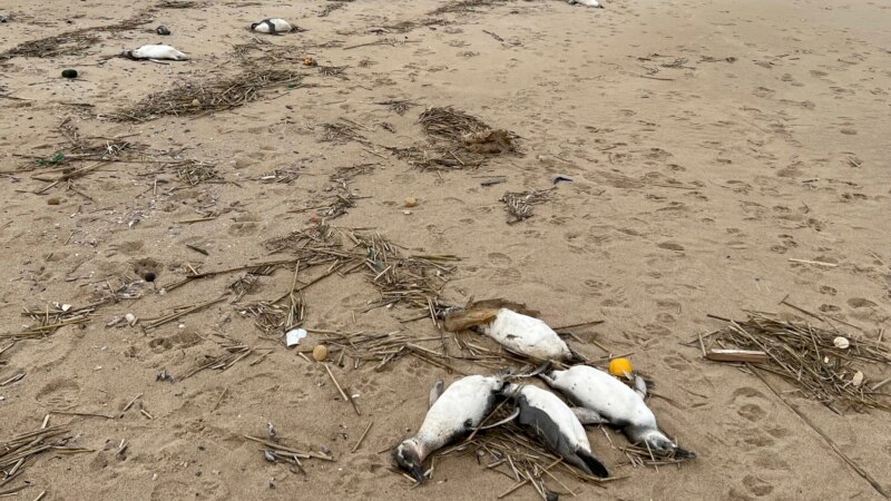 U Urugvaju pronađeno oko 2.000 uginulih pingvina