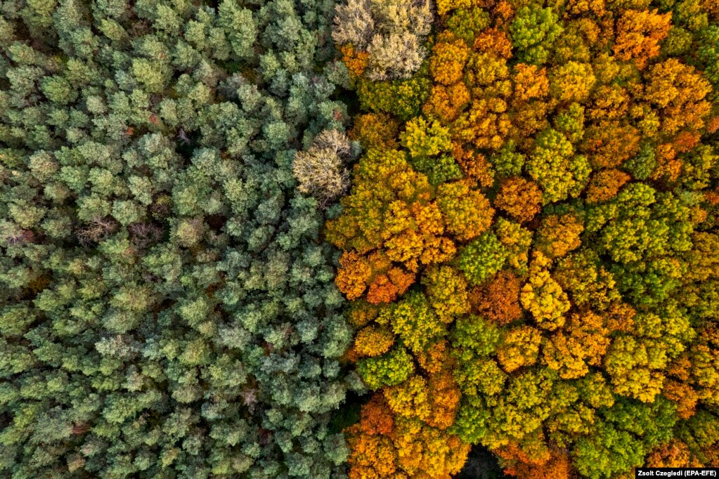Një fotografi e bërë nga lart me dron, tregon gjethet shumëngjyrëshe në vjeshtë në një pyllpranë Debrecenit në Hungari.