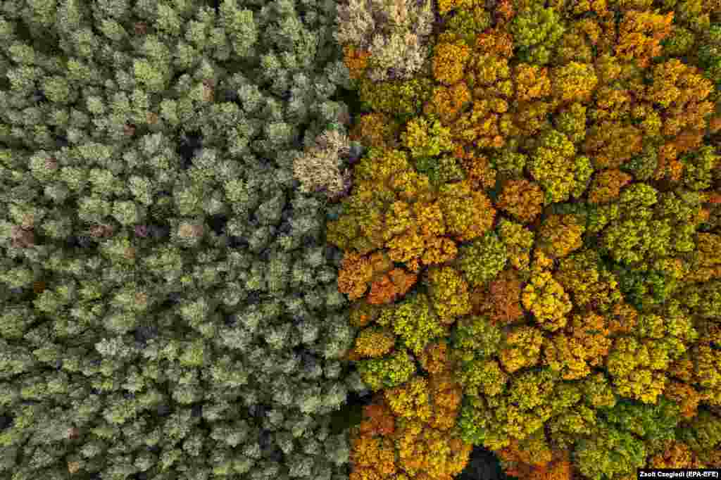 An aerial picture taken with a drone shows the colorful autumn foliage of a deciduous forest near Debrecen in northeastern Hungary.