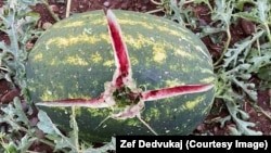 Grad je uništio plantaže lubenica poljoprivrednika Zefa Dedvukaja iz Malesije, nadomak Podgorice