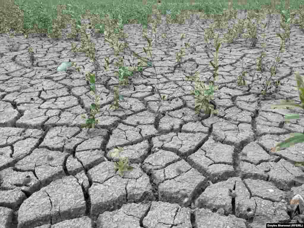 Как всегда бывает с переувлажненной, а затем выжженной солнцем почвой &ndash; она трескает. А из глубоких трещин прорастают семена растений. Дно высохшего Каховского водохранилища. Август 2023 года