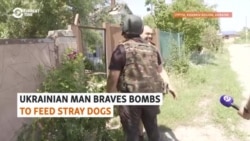 Ukrainian Man Braves Bombs To Feed Stray Dogs