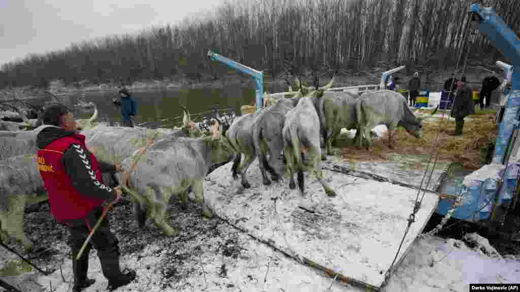 Farmeri prevoze nasukanu stoku sa ostrva.&nbsp;Kako je navela policija, vatrogasci-spasioci čamcima su dopremili hranu za 130 konja i krava.&nbsp;&nbsp;