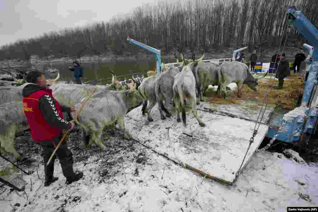 Farmers transport the stranded cattle off the island.&nbsp;The plight of the trapped animals, around 130 in total, has attracted widespread media coverage in Serbia.