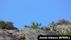 Batken - Kyrgyzstan - Aigul flowres - Lunnar flowers - Liliaceae - Fritillāria eduárdii - 