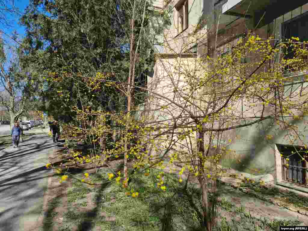 Кизил вовсю цветет своим теплым желтым цветом на улицах Симферополя