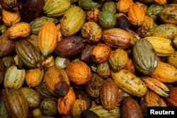 Plod kakaovca sa Obale Slonovače na farmi u Sinfrai, april 2023. 
