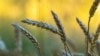 KOSOVO: Harvesting in Kosovo