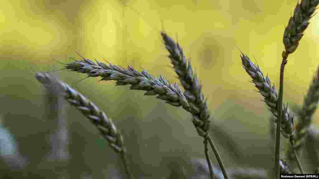 Hladno proleće je umanjilo očekivanja za obilne prinose pšenice od ovogodišnje žetve na Kosovu.