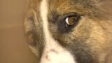 Ukraine - daily shelling takes a toll on dogs in Kharkiv - screen grab