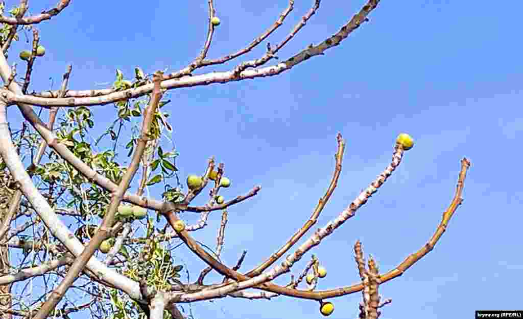Вегетация фигового дерева, или инжира, на подворьях Васильевки уже началась