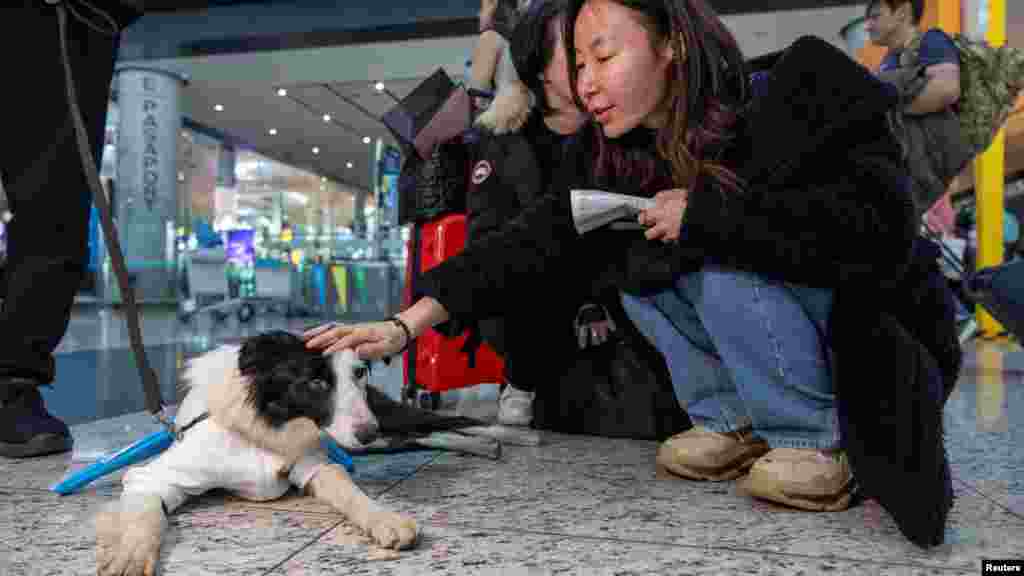 Egy hónapja öt terápiás kutya járja az isztambuli repülőteret, hogy megkeressék a stresszes utasokat, és megnyugtassák őket, mielőtt felszállnak a következő járatra