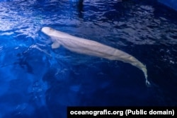 Una dintre cele două balene salvate din Harkov.