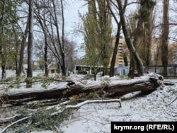 Огромный тополь рухнул у Троллейбусного парка на улице Киевской в Симферополе, 27 ноября 2023 года